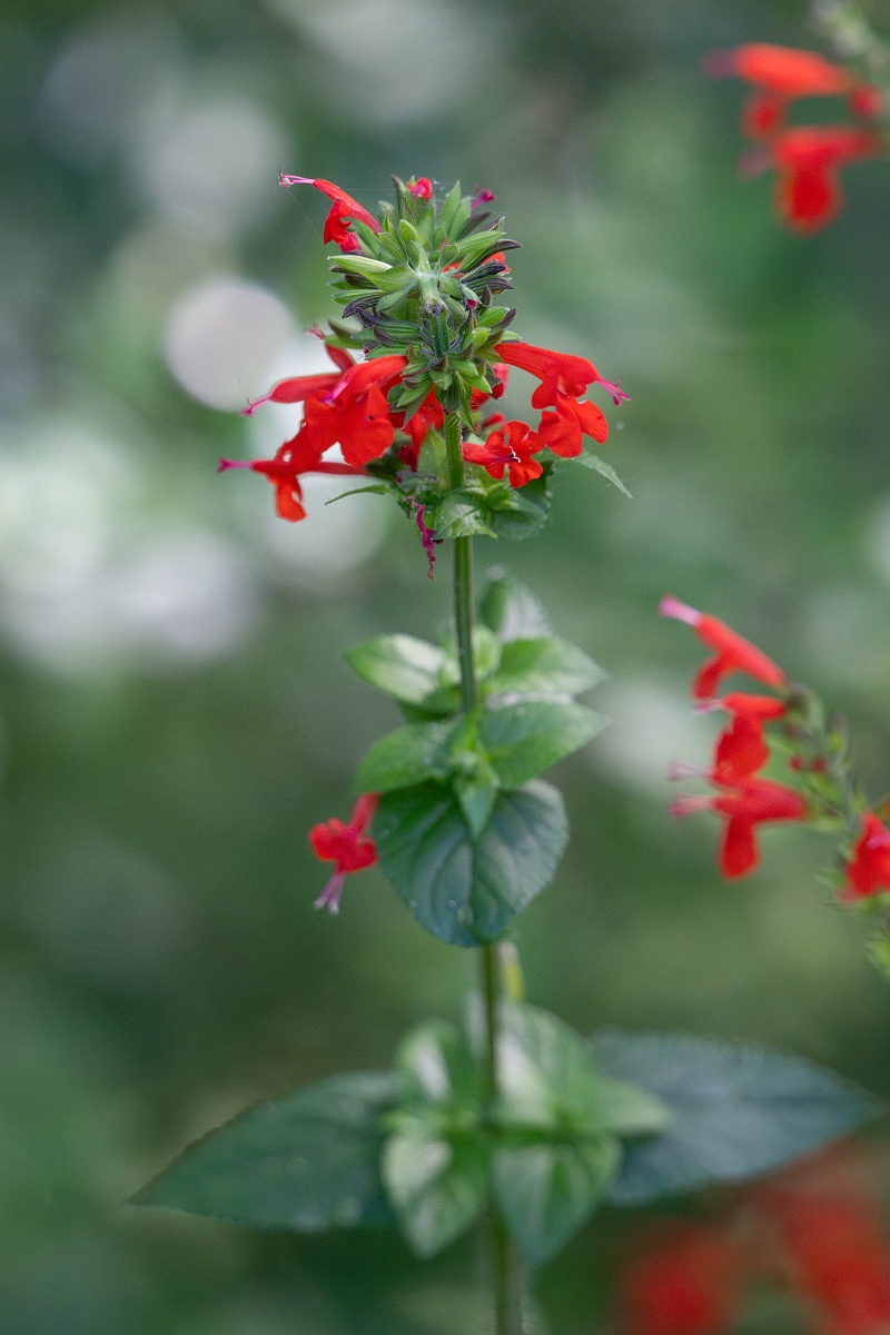 DPPhotography - Texas - Tropical sage, Salvia coccinea - A.jpg - Tropical sage, Salvia coccinea - Smith Oaks, High Island, Texas