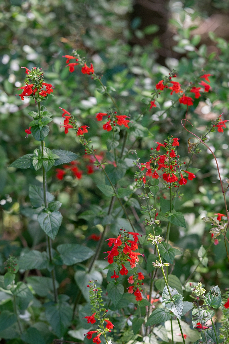 DPPhotography - Texas - Tropical sage, Salvia coccinea - B.jpg - Tropical sage, Salvia coccinea - Smith Oaks, High Island, Texas