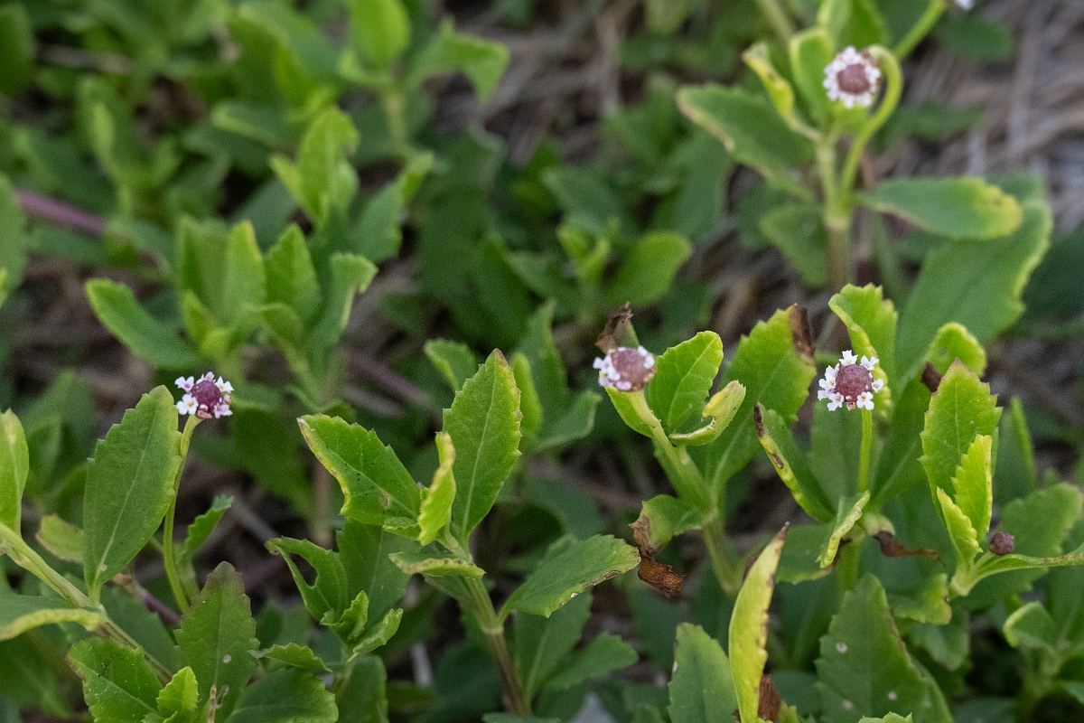 DPPhotography - Texas - Turkey tangle frogfruit, Phyla nodiflora - A.jpg - Turkey tangle frogfruit, Phyla nodiflora - High Island Beach, Texas