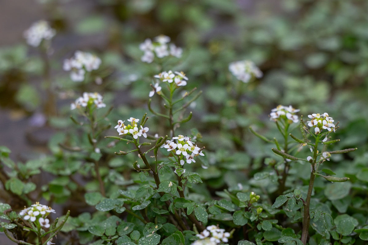 DPPhotography - Texas - Watercress, Nasturtium officinale - A.jpg - Watercress, Nasturtium officinale - Pedernales Falls State Park, Texas