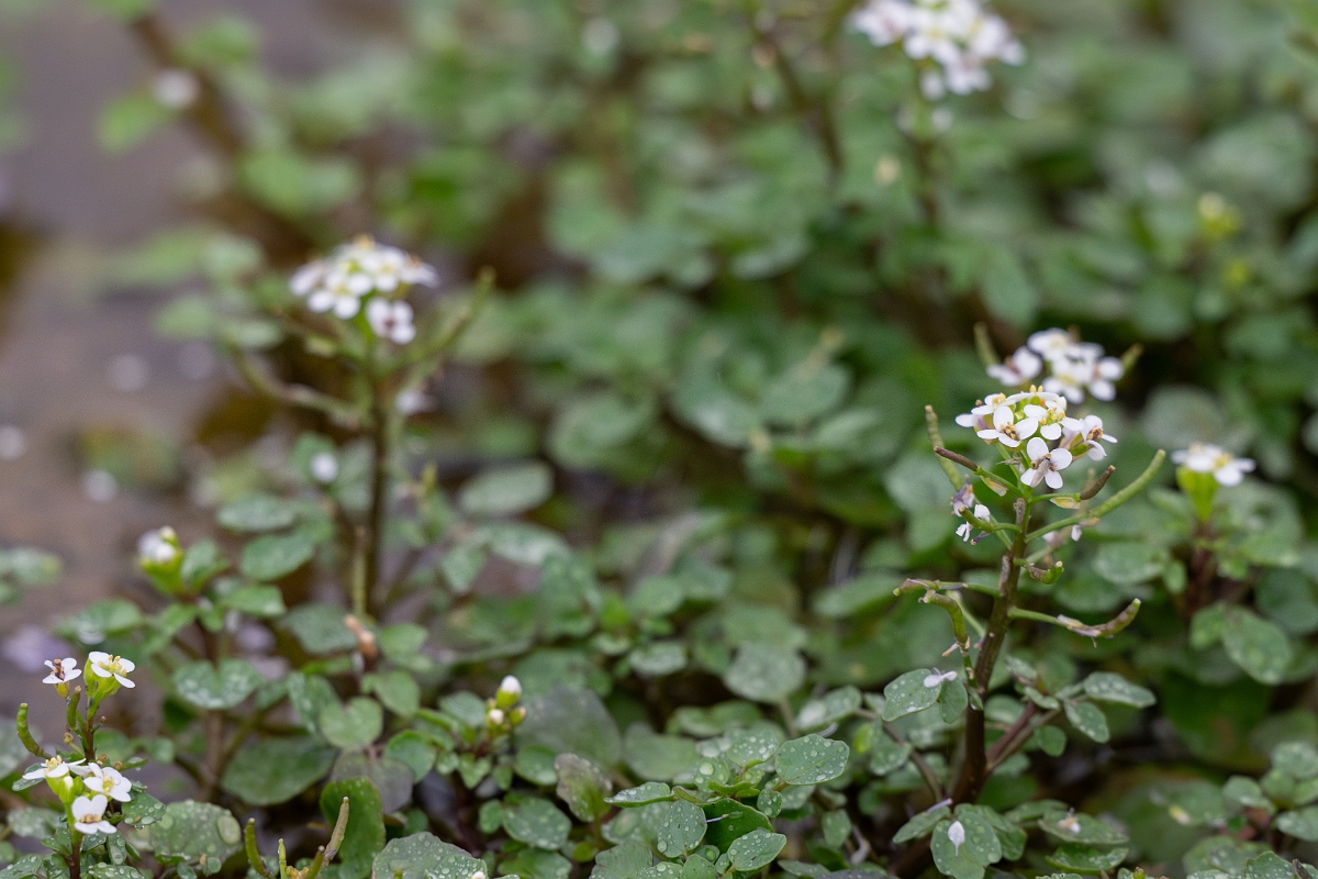 DPPhotography - Texas - Watercress, Nasturtium officinale - B.jpg - Watercress, Nasturtium officinale - Pedernales Falls State Park, Texas