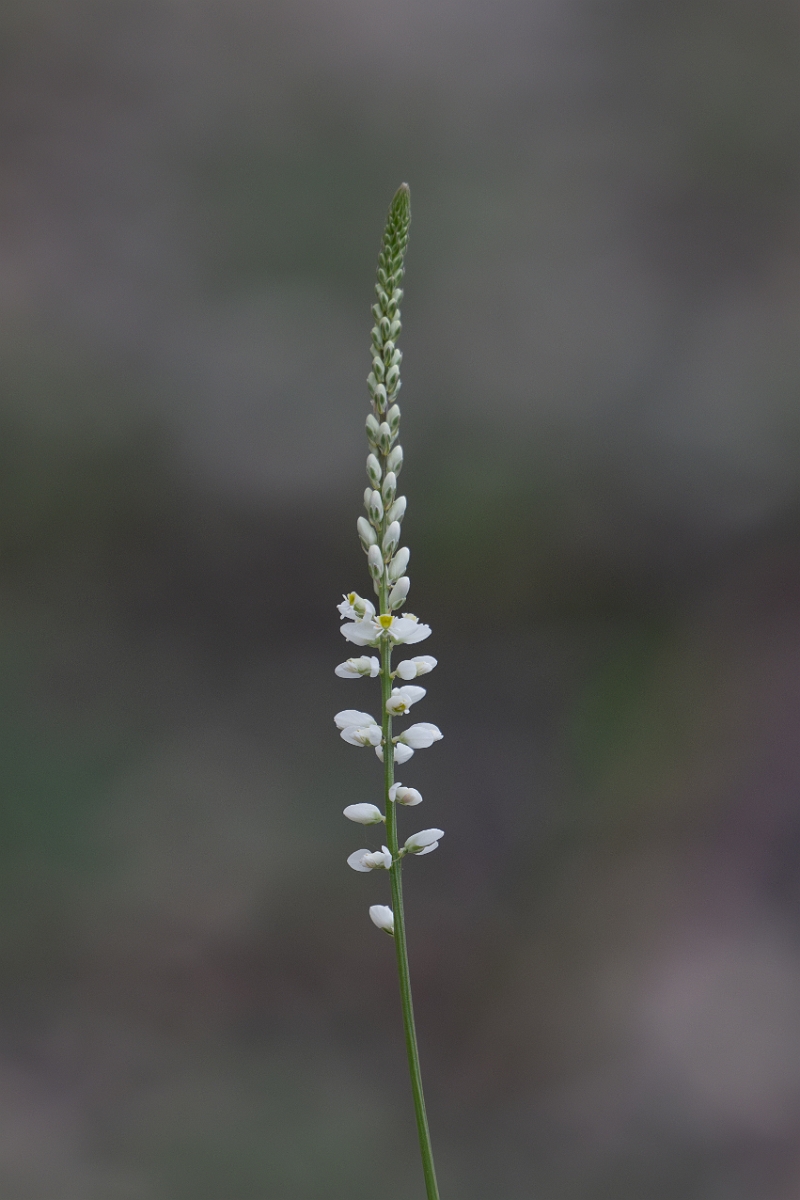 DPPhotography - Texas - White milkwort, Polygala alba - A.jpg - White milkwort, Polygala alba - Edward's Plateau, Texas