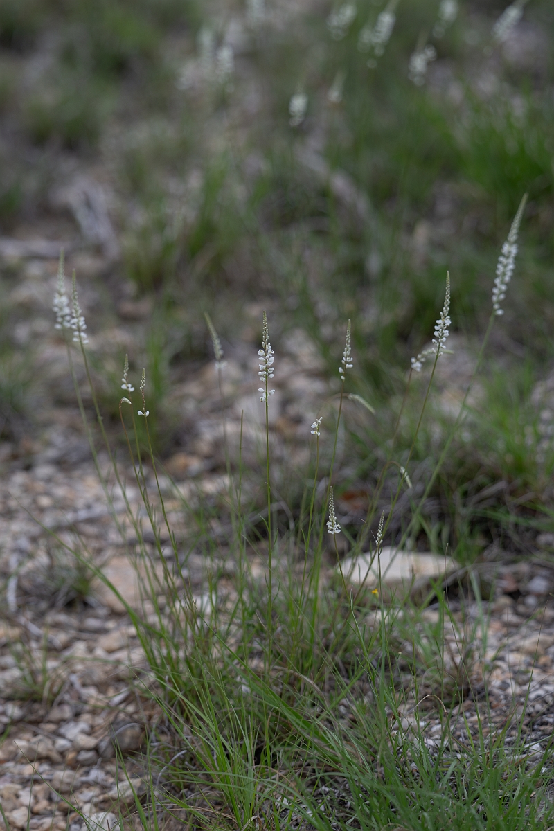 DPPhotography - Texas - White milkwort, Polygala alba - B.jpg - White milkwort, Polygala alba - Edward's Plateau, Texas