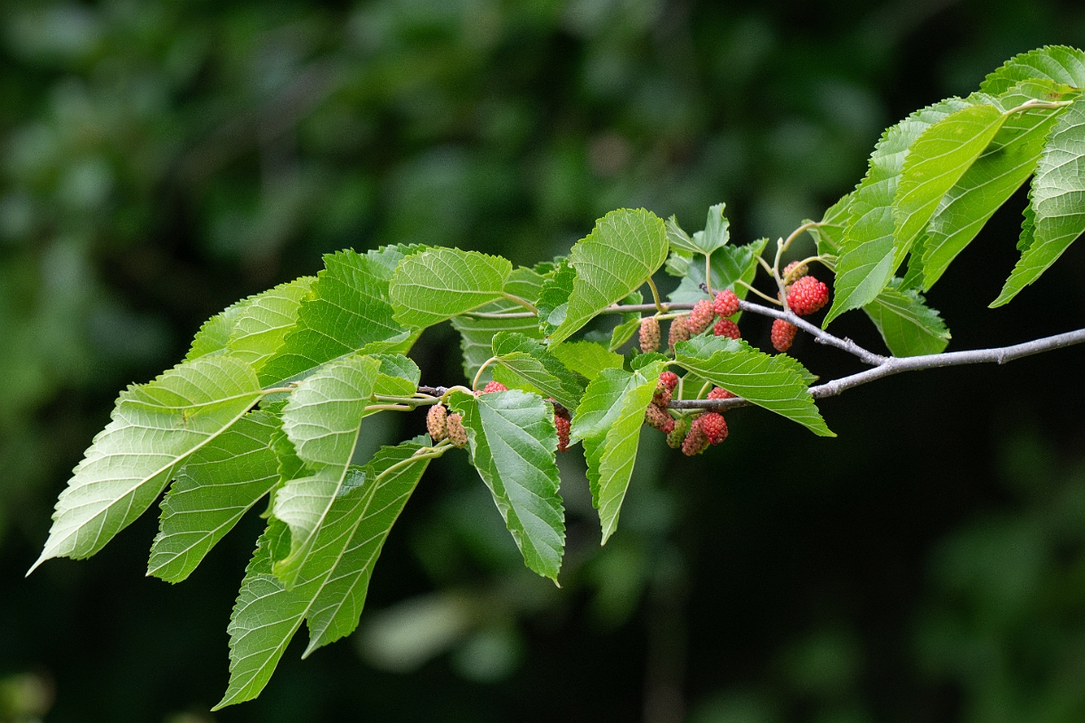 DPPhotography - Texas - White mulberry, Morus alba - A.jpg - White mulberry, Morus alba - Scout Woods, High Island, Texas
