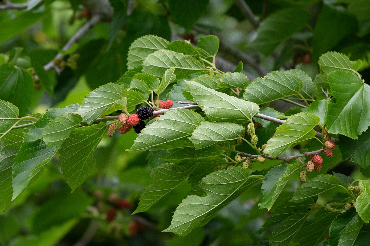 DPPhotography - Texas - White mulberry, Morus alba - B.jpg - White mulberry, Morus alba - Scout Woods, High Island, Texas