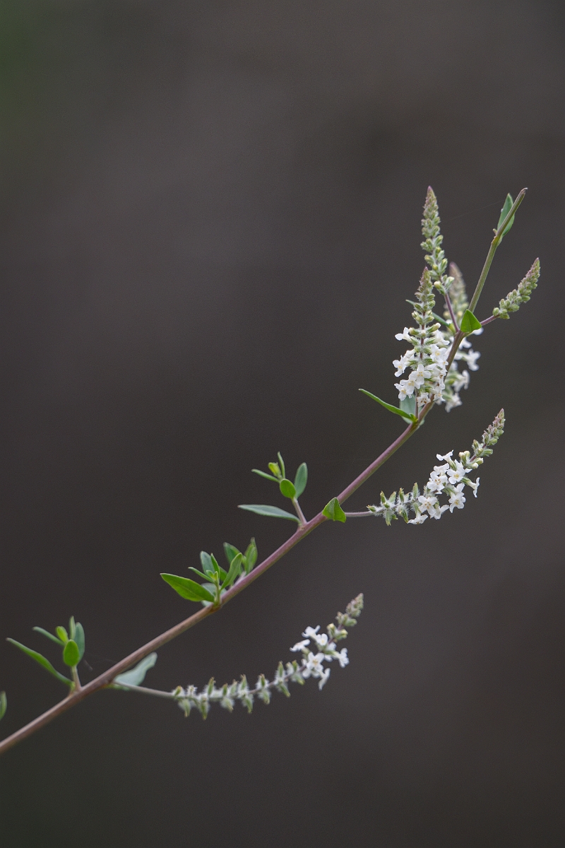 DPPhotography - Texas - Whitebrush, Aloysia gratissima - A.jpg - Whitebrush, Aloysia gratissima - Ink Lake State Park, Texas