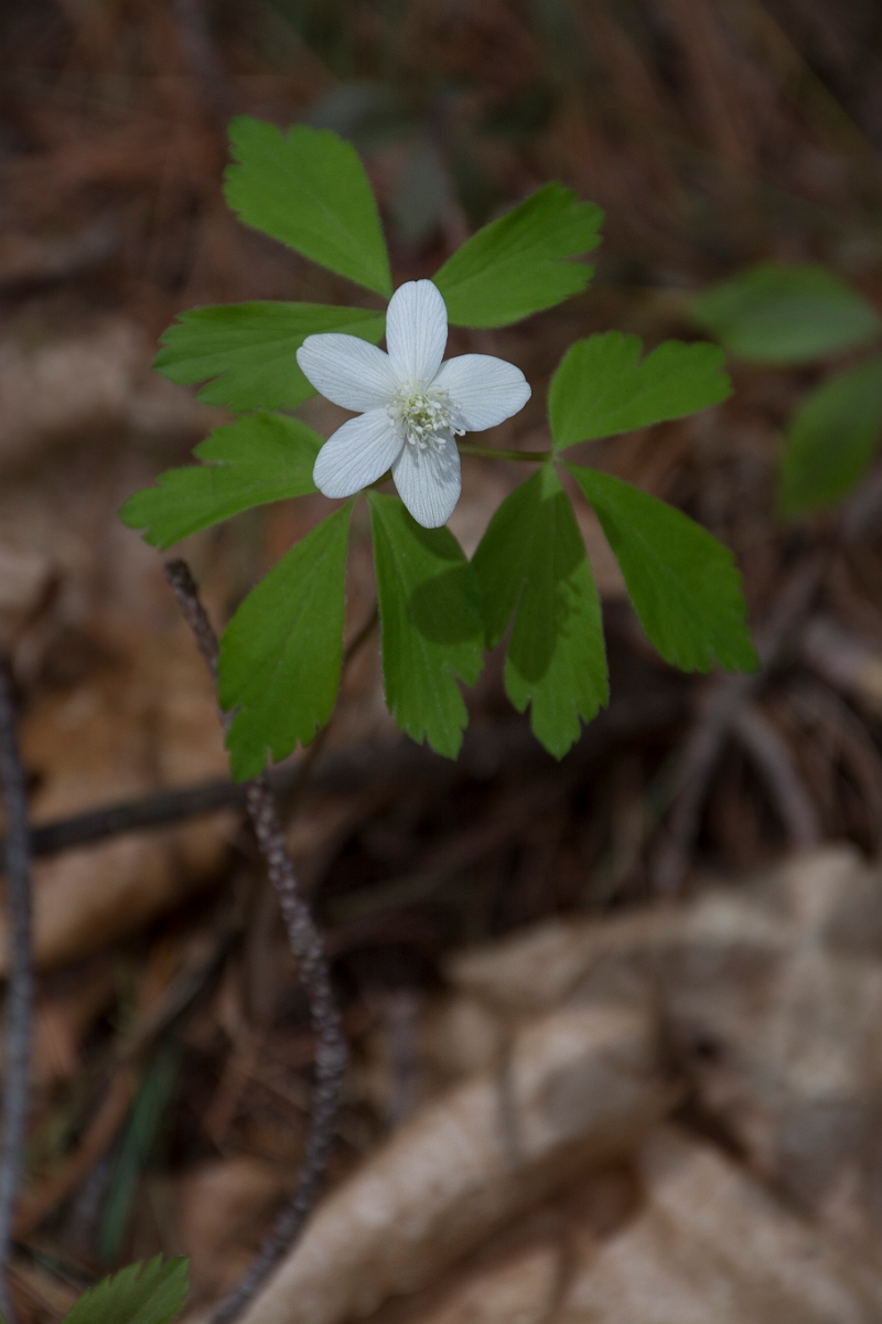 DPPhotography - USA - Wood anenome - A.jpg - Wood anenome, Anemone quinquefolia - Reading Forest, MA