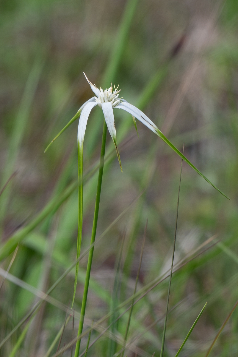DPPhotography - Whitetop sedge, Rhynchospora colorata - A.jpg - Whitetop sedge, Rhynchospora colorata - Aransas NWR, Texas