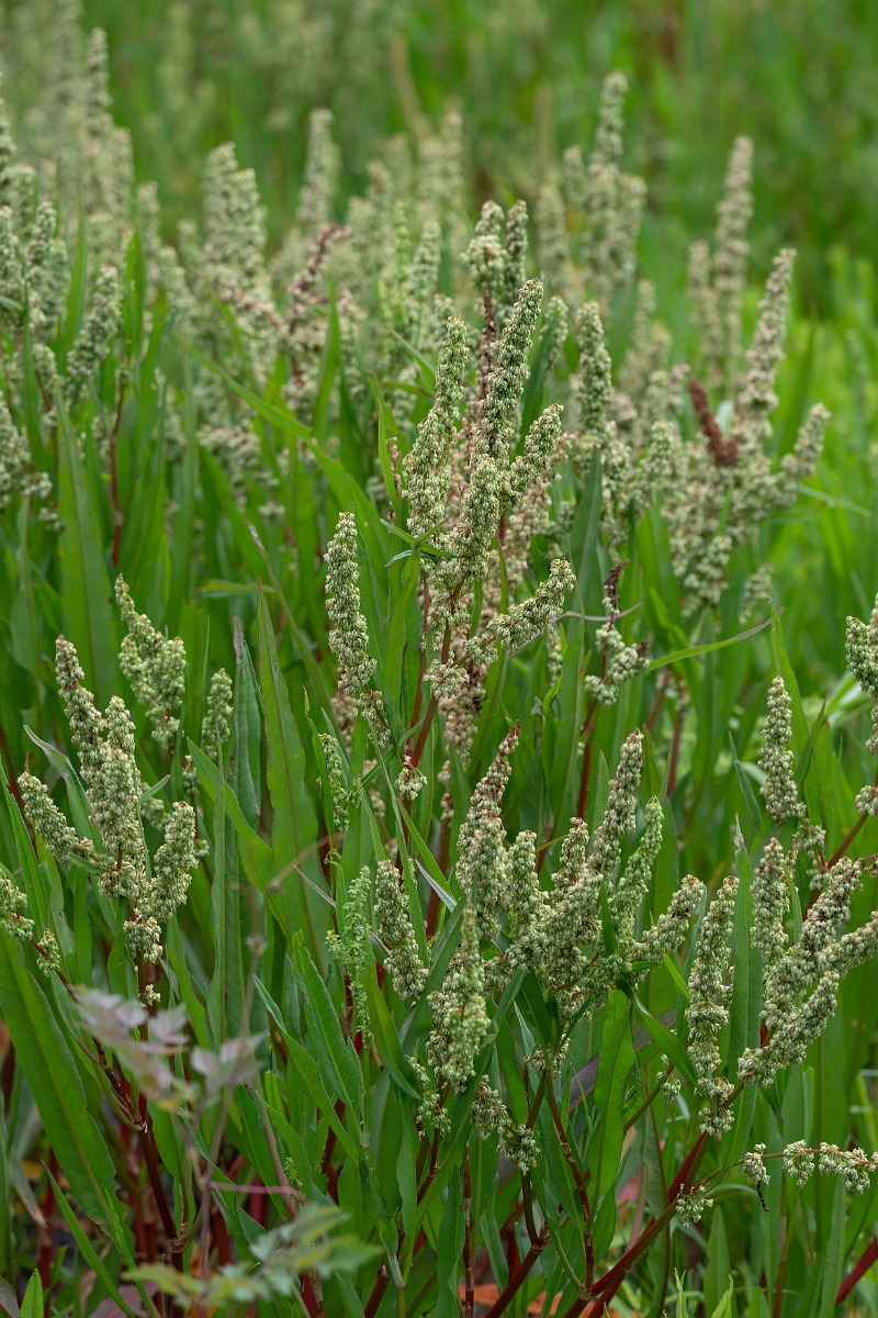 DPPhotography - Willow dock, Rumex salicifolius - A.jpg - Willow dock, Rumex salicifolius - Scout Woods, High Island, Texas