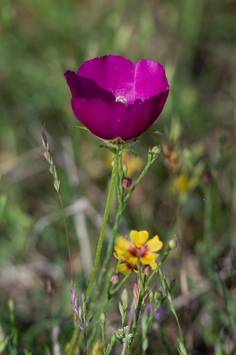 DPPhotography - Winecup mallow, Callirhoe involucrata - A.jpg - Winecup mallow, Callirhoe involucrata - Attwater NWR, Texas
