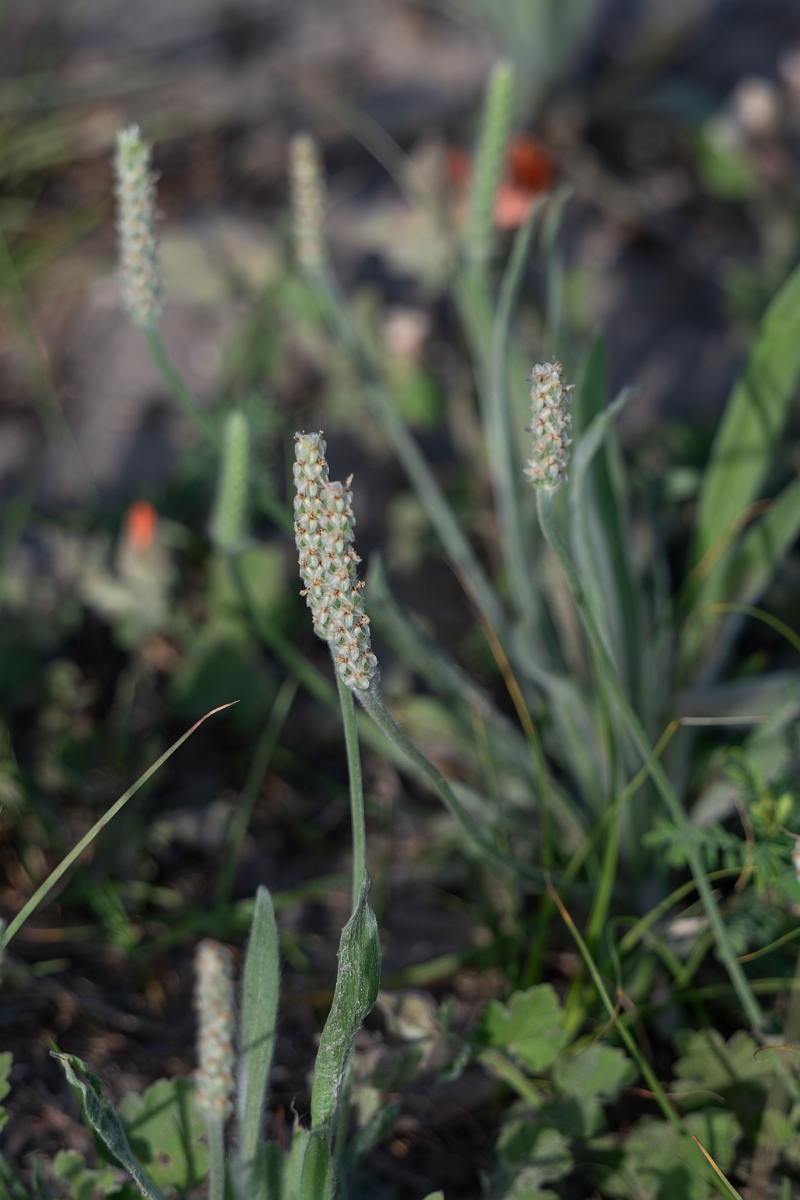 DPPhotography - Wright's plantain, Plantago wrightiana - A.jpg - Wright's plantain, Plantago wrightiana - Goose Island, Texas