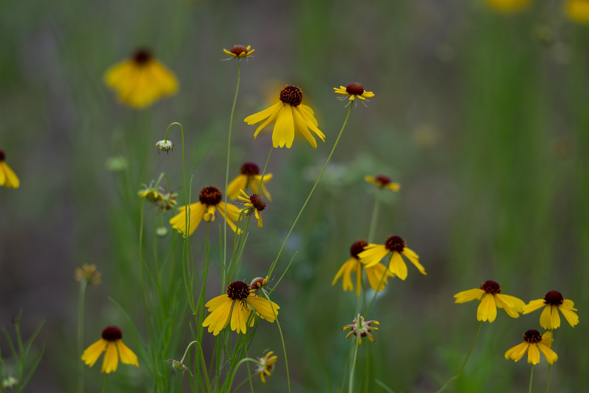 DPPhotography - Yellowdicks, Helenium amarum var. badium - A.jpg - Yellowdicks, Helenium amarum var. badium - Ink Lake State Park, Texas