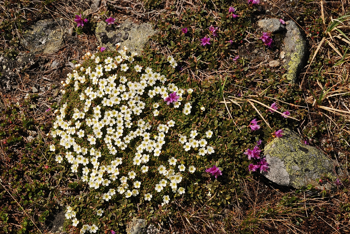 David Plant Photography - Wildlife Photographer - Diapensia and lapland rosebay - A.jpg - Diapensia and Lapland rosebay flowers - Mount Washington, NH