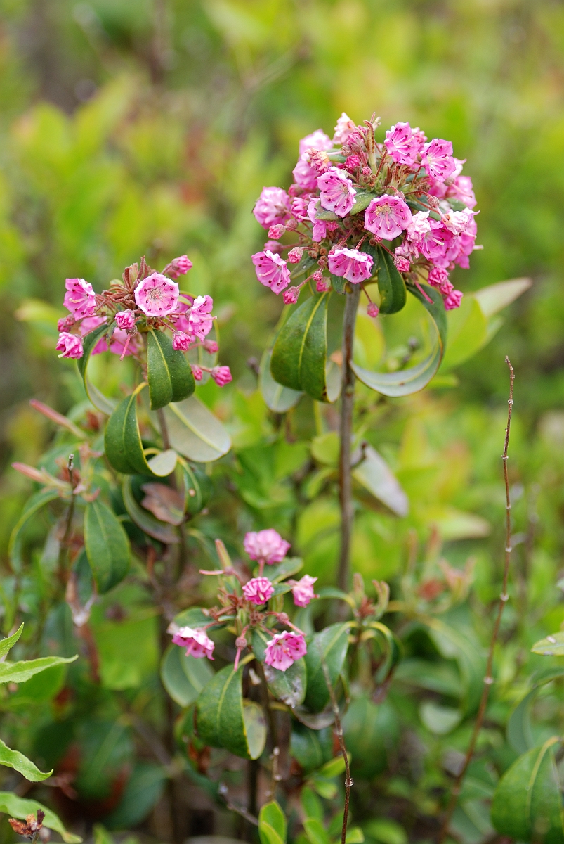 David Plant Photography - Wildlife Photographer - Pale laurel - A.jpg - Sheep-laurel - Brownfield Bog, ME