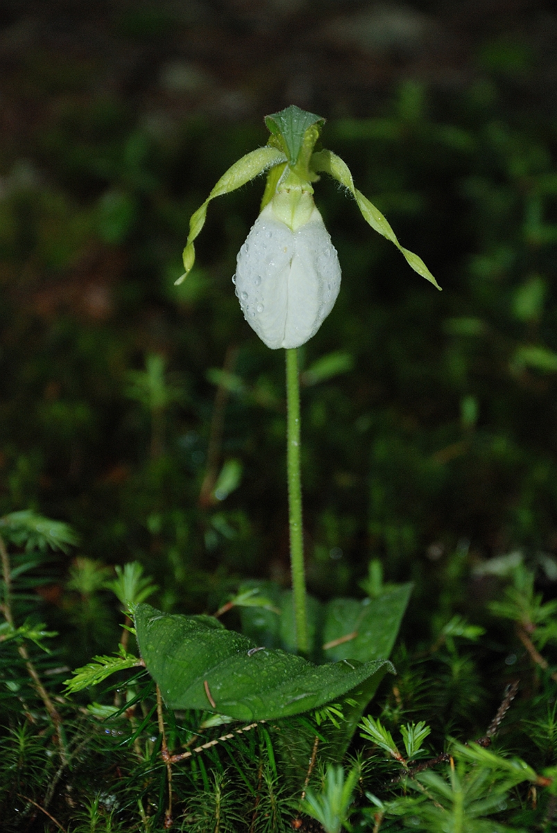 David Plant Photography - Wildlife Photographer - Pink lady's slipper - B.jpg - Pink ladys slipper, white form - Grafton Notch State Park, ME