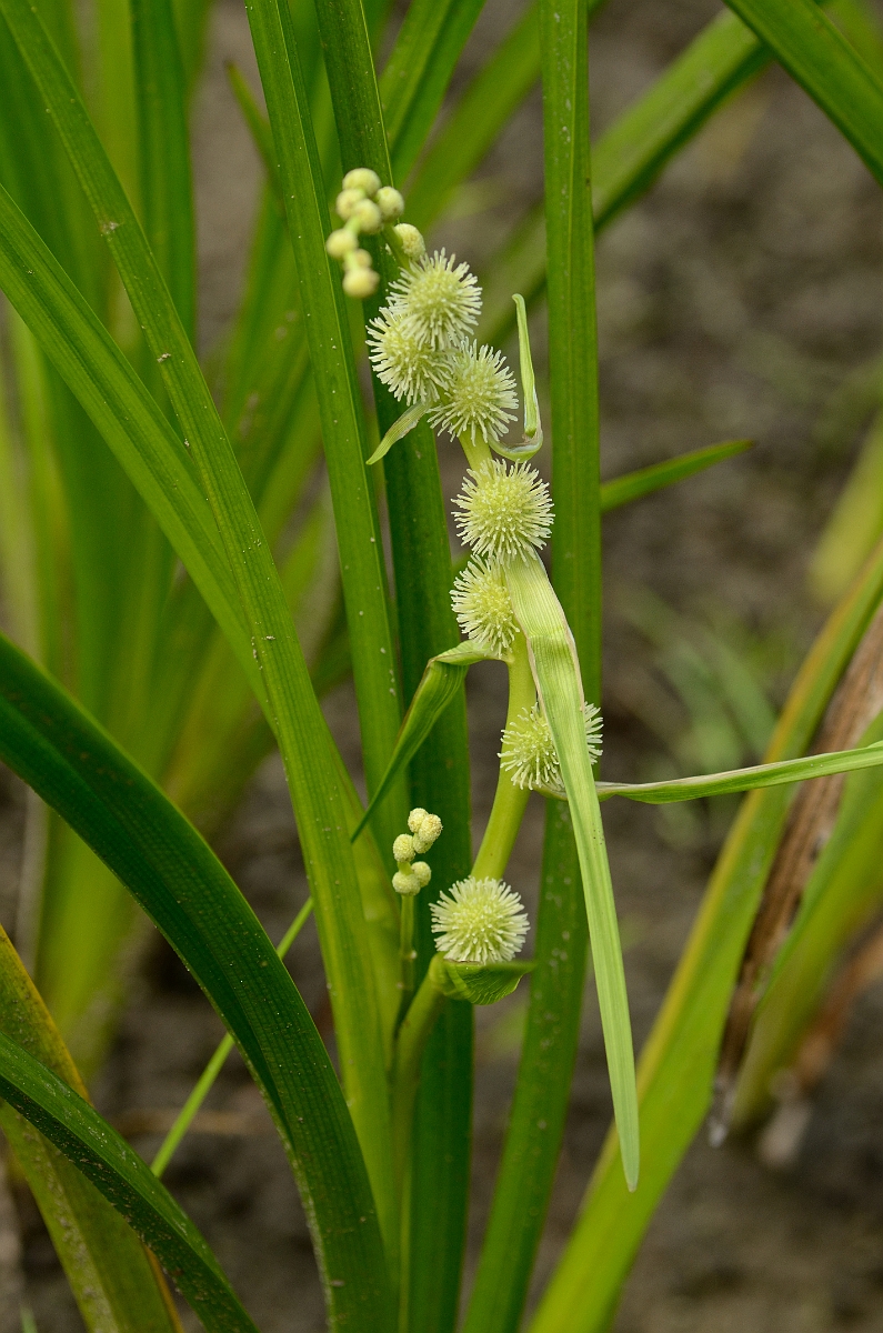 David Plant Photography - Wildlife Photography - American bur-reed - A.jpg - American bur-reed - Bald Hill Reservation, MA