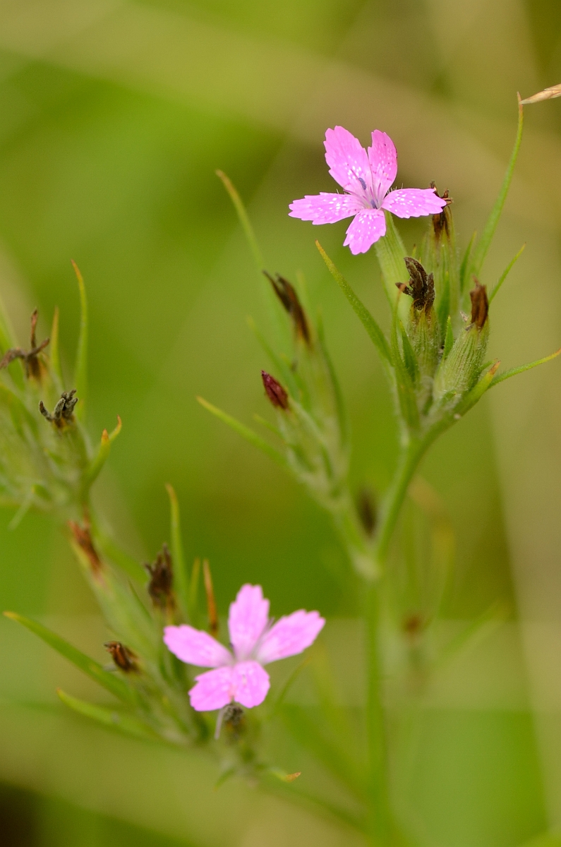 David Plant Photography - Wildlife Photography - Deptford pink - A.jpg - Deptford pink - Willowdale State Forest, MA