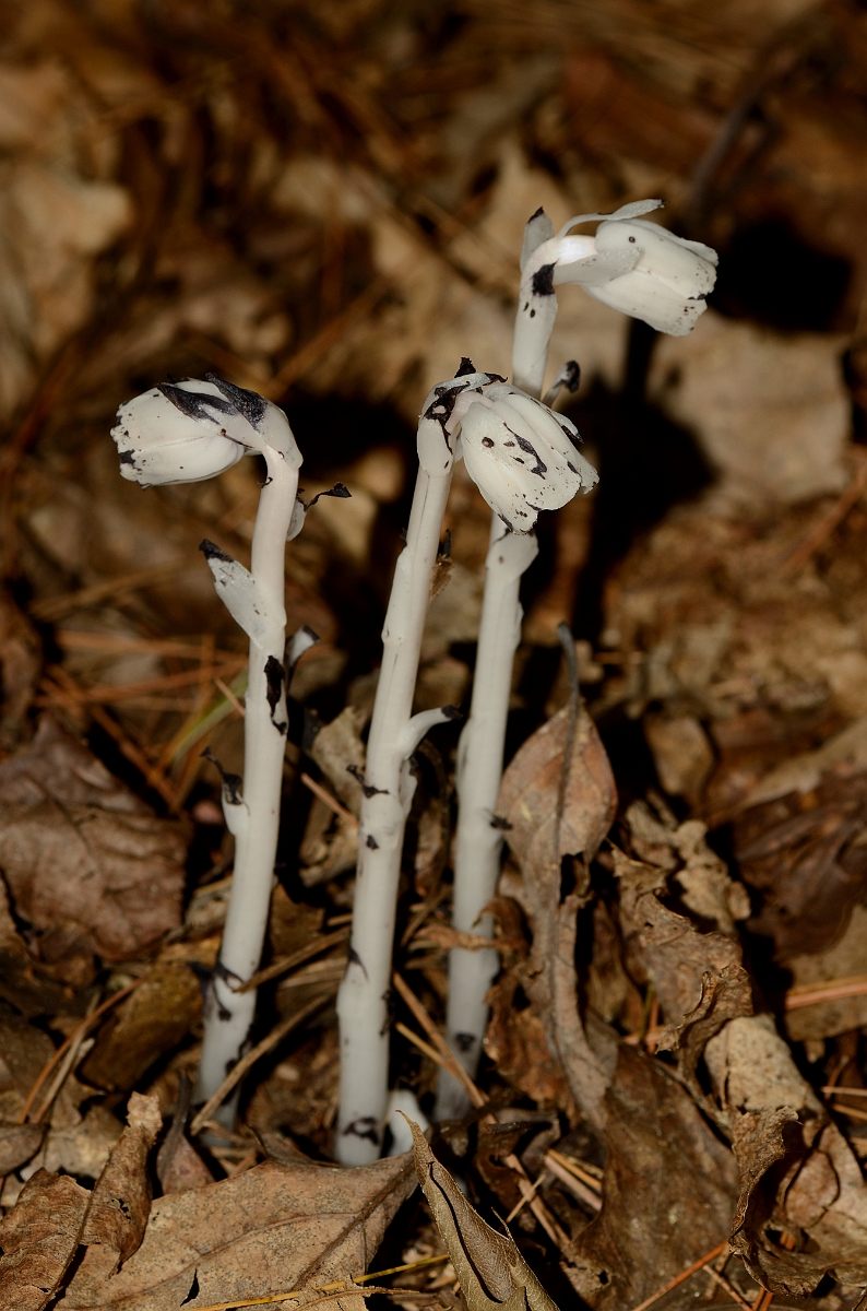 David Plant Photography - Wildlife Photography - Indian pipe - A.jpg - Indian pipe - Bald Hill Reservation, MA