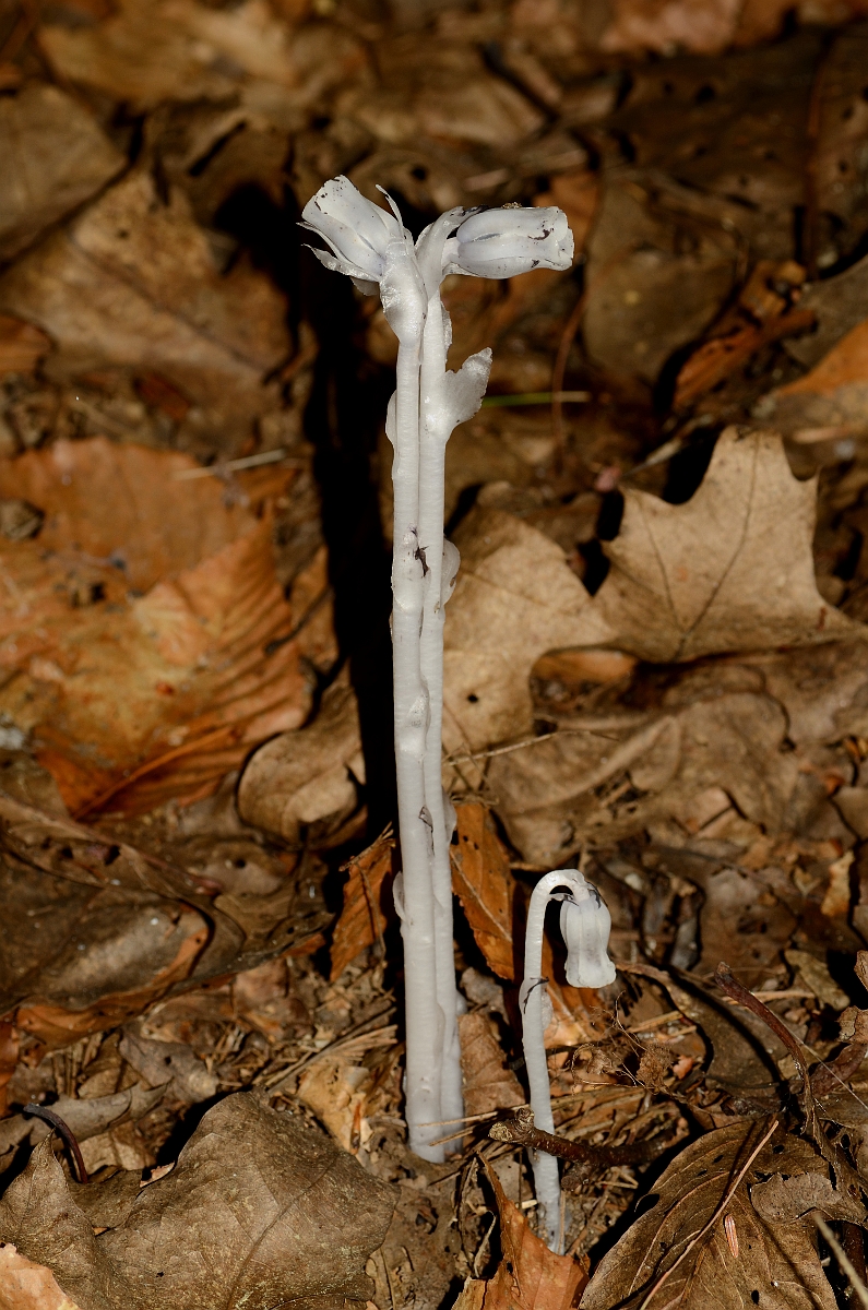 David Plant Photography - Wildlife Photography - Indian pipe - B.jpg - Indian pipe - Bald Hill Reservation, MA