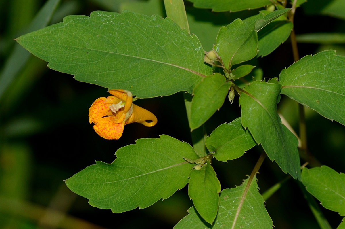 David Plant Photography - Wildlife Photography - Spotted touch-me-not - A.jpg - Spotted touch-me-not - Martin Burns WMA, MA
