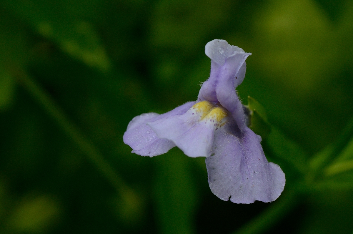 David Plant Photography - Wildlife Photography - Square-stemmed monkeyflower - A.jpg - Square-stemmed monkeyflower - Bald Hill Reservation, MA