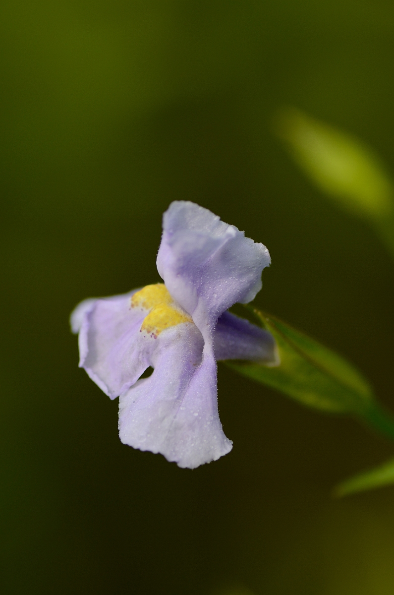 David Plant Photography - Wildlife Photography - Square-stemmed monkeyflower - B.jpg - Square-stemmed monkeyflower - Bald Hill Reservation, MA