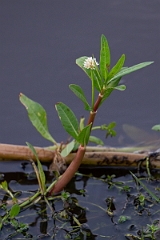 DPPhotography - Texas - Alligatorweed, Alternanthera philoxeroides - A