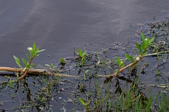 DPPhotography - Texas - Alligatorweed, Alternanthera philoxeroides - B