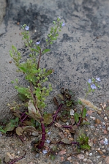 DPPhotography - Texas - American brooklime, Veronica americana - A