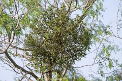 DPPhotography - Texas - American mistletoe, Phoradendron leucarpum - A