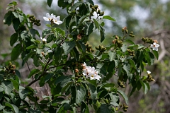 DPPhotography - Texas - Anacahuita, Cordia boissieri - A