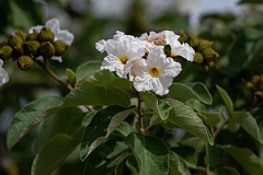 DPPhotography - Texas - Anacahuita, Cordia boissieri - B