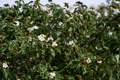 DPPhotography - Texas - Anacahuita, Cordia boissieri - C