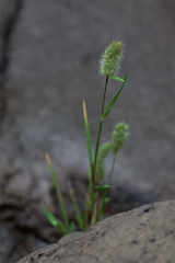 DPPhotography - Texas - Annual beardgrass, Polypogon monspeliensis - A