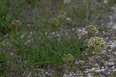 DPPhotography - Texas - Antelopehorn milkweed, Asclepias asperula - A