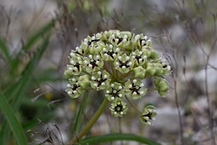 DPPhotography - Texas - Antelopehorn milkweed, Asclepias asperula - B