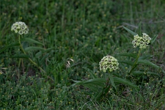 DPPhotography - Texas - Antelopehorn milkweed, Asclepias asperula - C