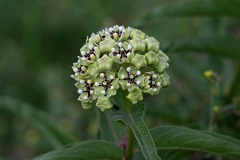 DPPhotography - Texas - Antelopehorn milkweed, Asclepias asperula - D