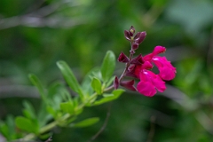 DPPhotography - Texas - Autumn sage, Salvia greggii - A