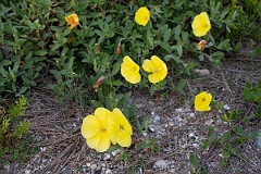 DPPhotography - Texas - Beach evening-primrose, Oenothera drummondii - A