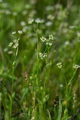 DPPhotography - Texas - Beaked cornsalad, Valerianella radiata - A