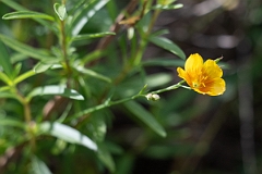 DPPhotography - Texas - Berlandier's yellow flax, Linum berlandieri - A