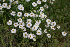DPPhotography - Texas - Blackfoot daisy, Melampodium leucanthum - A