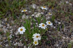 DPPhotography - Texas - Blackfoot daisy, Melampodium leucanthum - C