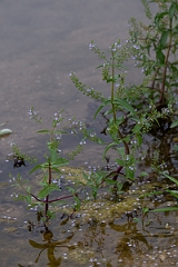 DPPhotography - Texas - Blue water-speedwell, Veronica anagallis-aquatica - A