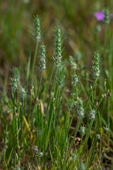 DPPhotography - Texas - Bracted plantain, Plantago aristata - A