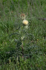 DPPhotography - Texas - Bristle thistle, Cirsium horridulum - A