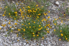 DPPhotography - Texas - Bristleleaf pricklyleaf, Thymophylla tenuifolia - A