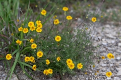 DPPhotography - Texas - Bristleleaf pricklyleaf, Thymophylla tenuifolia - B