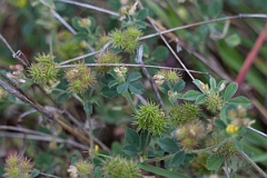 DPPhotography - Texas - Bur medick, Medicago minima - A